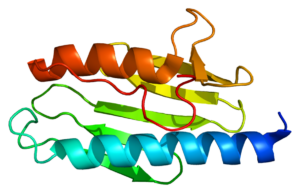 Protein