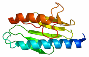 Protein