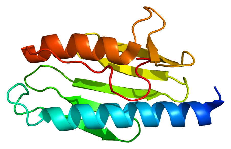 Protein