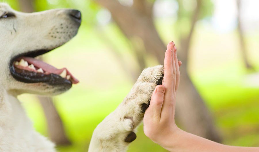 Pet-Therapy