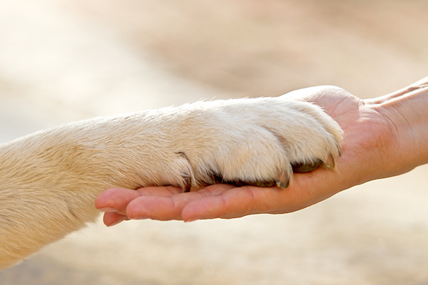 un cane per amico