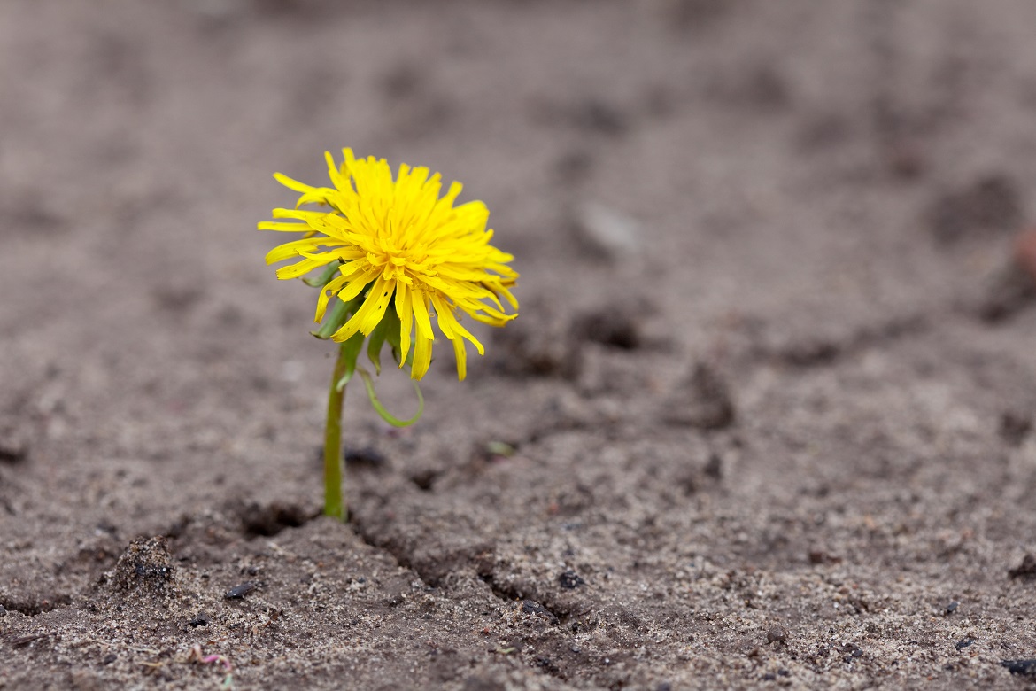 resilienza - antifragilità